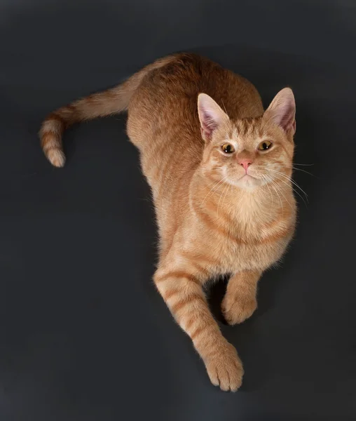 Gatinho de mesa de gengibre deitado no cinza escuro — Fotografia de Stock