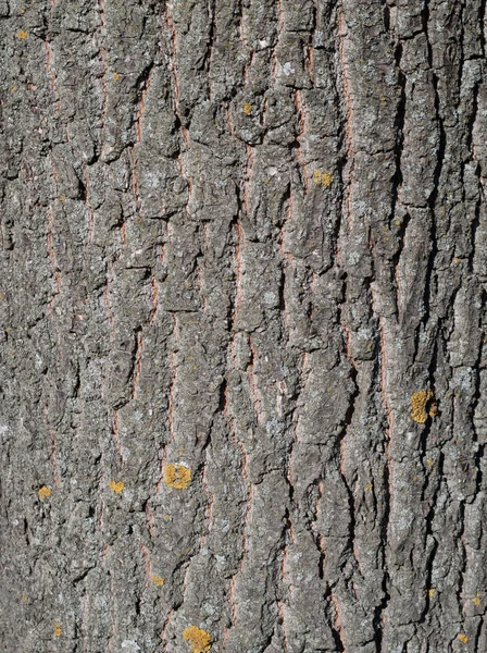 Texture of tree bark covered with green moss — Stock Photo, Image