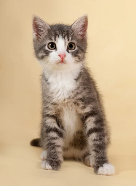 Fluffy small striped kitten sitting on yellow — Stock Photo, Image