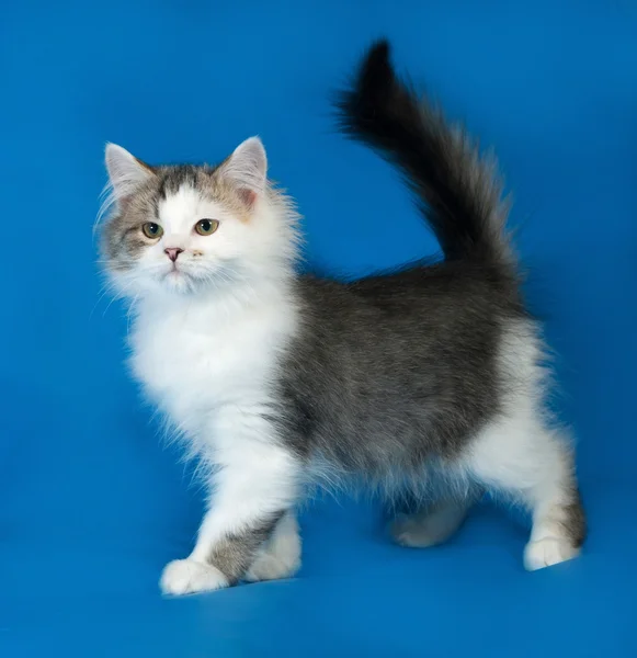 Pluizig beetje witte kitten met vlekken zijn op blauw — Stockfoto