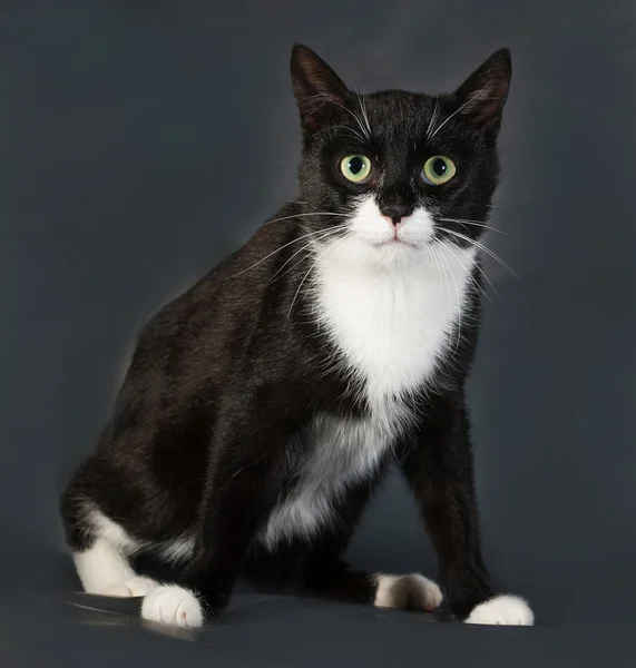 Black and white cat sitting on gray — Stock Photo, Image