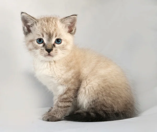 Ponto de vedação gatinho com olhos azuis sentados em cinza — Fotografia de Stock