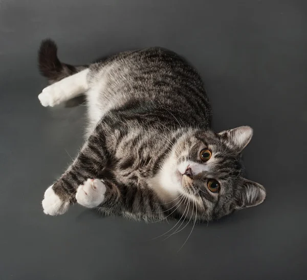 Tabby cat with yellow eyes lying on gray — Stock Photo, Image