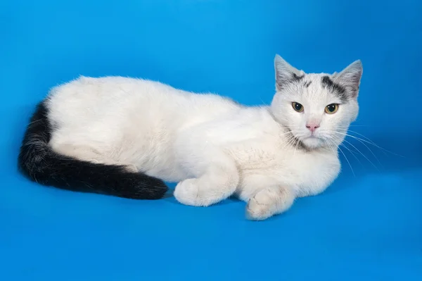 Gato blanco con manchas negras se encuentra en azul —  Fotos de Stock