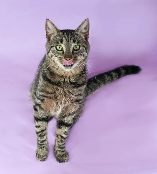 Pręgowany kot z zielonymi oczami lizał na fioletowy — Zdjęcie stockowe