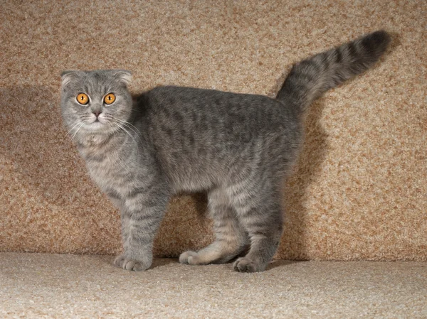 Scottish fold gray cat standing on couch — Stock Photo, Image