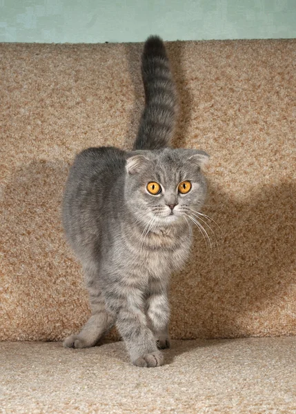 Scottish fold gray cat standing on couch — Stock Photo, Image