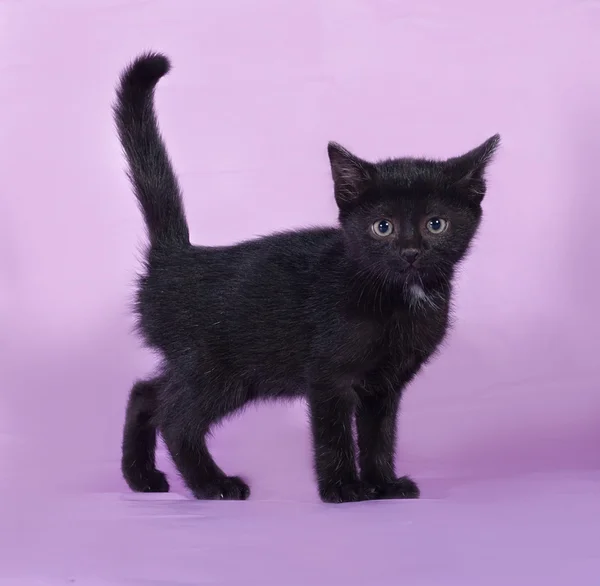 Gatinho preto com uma mancha branca fica em lilás — Fotografia de Stock