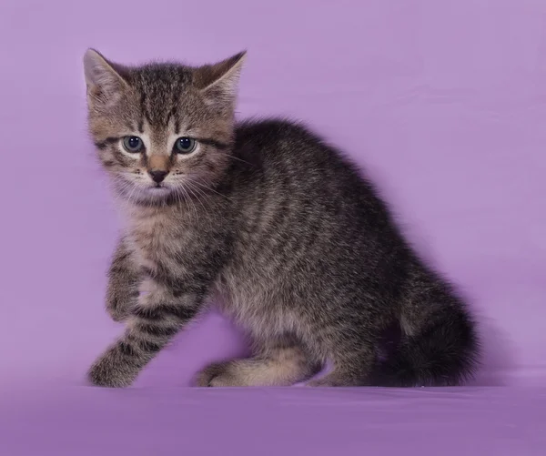 Pequeno gatinho listrado sentado em lilás — Fotografia de Stock