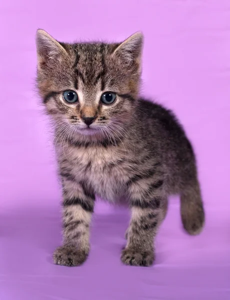 Pequeno gatinho listrado em pé no lilás — Fotografia de Stock