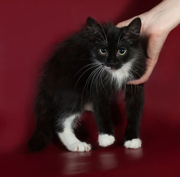 Siyah ve beyaz tüylü yavru kedi ayakta bordo — Stok fotoğraf