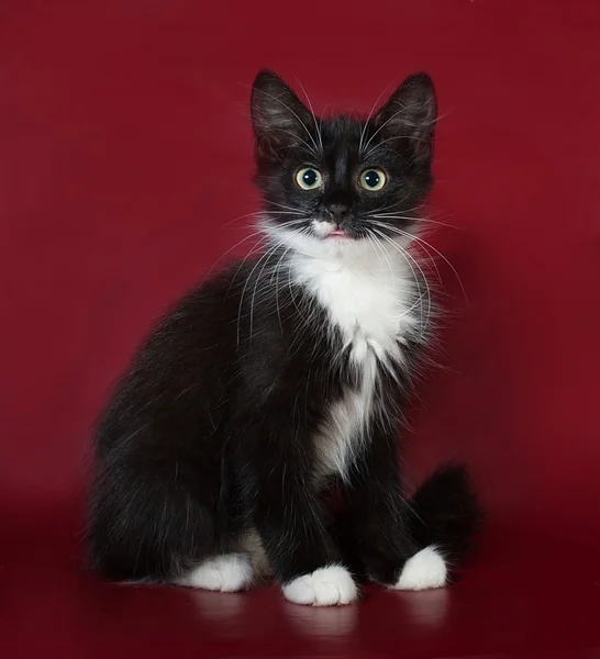 Schwarz-weißes flauschiges Kätzchen sitzt auf Burgund — Stockfoto