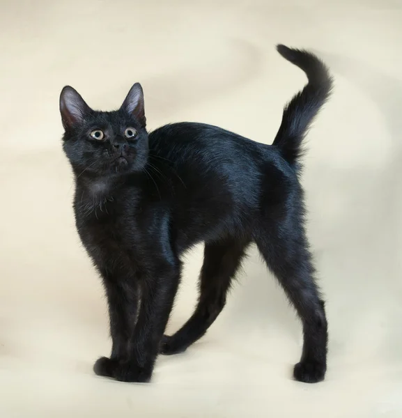 Black kitten standing on yellow — Stock Photo, Image