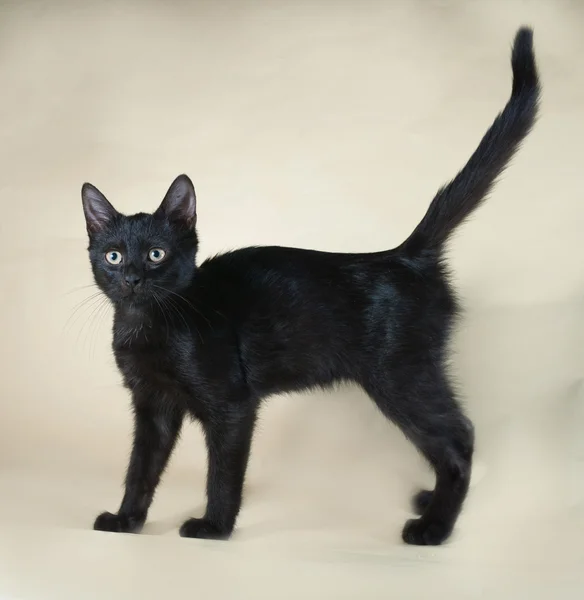 Gatito negro de pie sobre amarillo —  Fotos de Stock