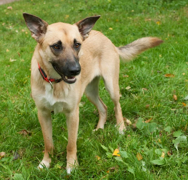 Perro amarillo grande en collar rojo sobre fondo de hierba —  Fotos de Stock