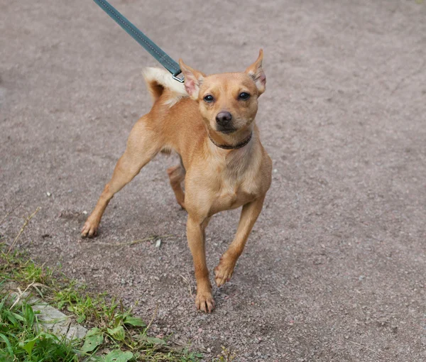 Petit chien rouge en laisse sur le chemin du fond — Photo