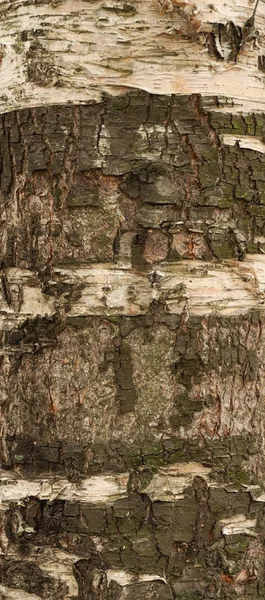 Texture of birch tree bark covered with green moss — Stock Photo, Image