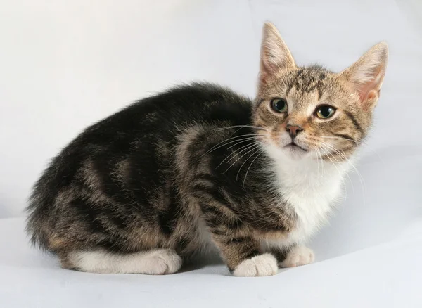 Rayas con gatito blanco sentado en gris —  Fotos de Stock