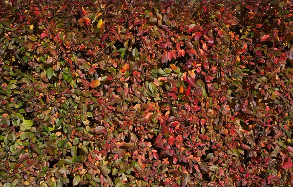 Sonbahar kırmızı ve yeşil çitleri dokusuna — Stok fotoğraf