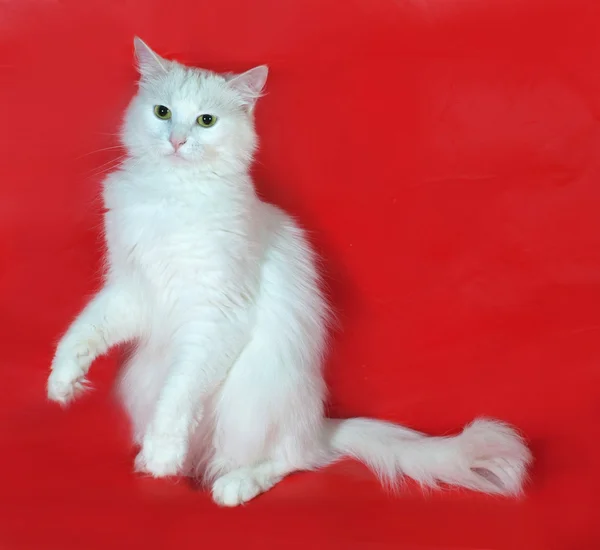 Weiße Katze sitzt auf rot — Stockfoto