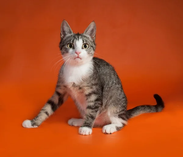 Полосатый с белым котенком сидит на оранжевом — стоковое фото