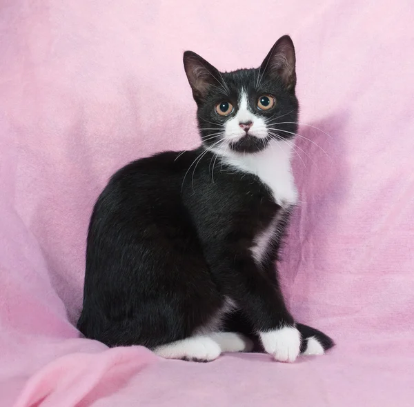 Schwarz-weißes Kätzchen sitzt auf rosa — Stockfoto