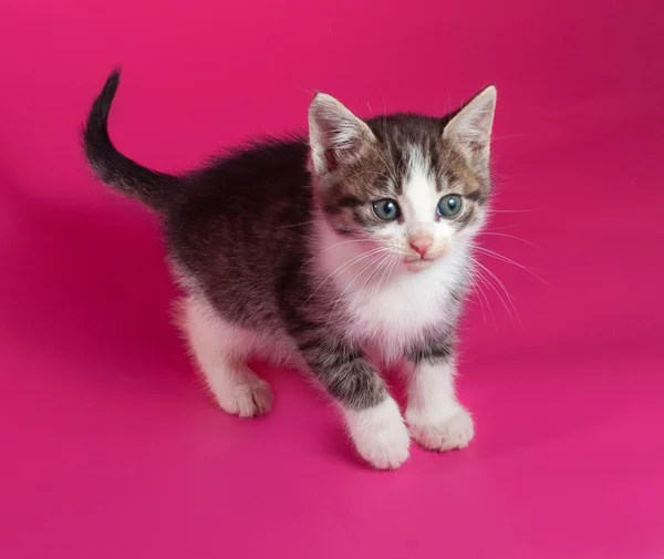 白色带条纹的小猫站在粉红色 — 图库照片