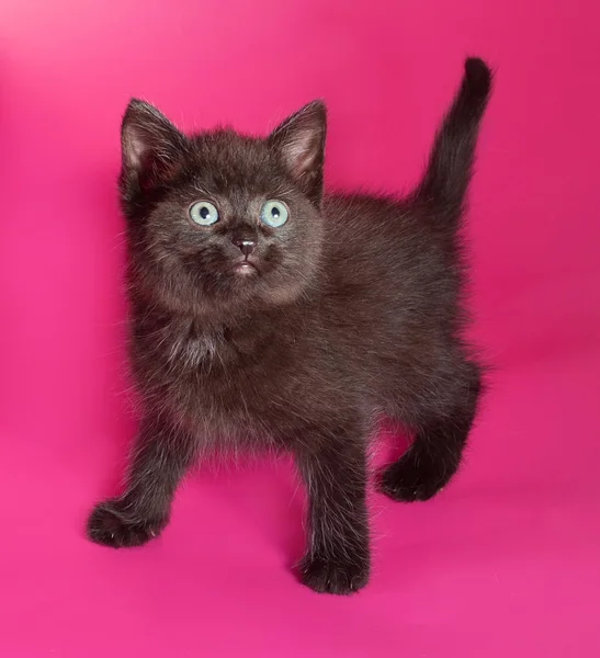 Gattino nero soffice in piedi su rosa — Foto Stock