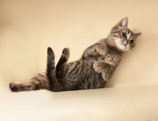 Striped kitten standing on yellow — Stock Photo, Image