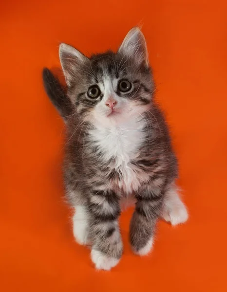 Fluffy blanco y rayas gatito de pie en las patas traseras en naranja — Foto de Stock