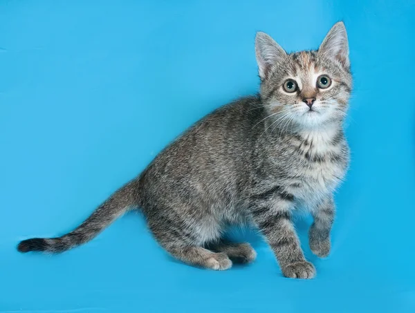 Rozłożony kociak stojący na niebiesko — Zdjęcie stockowe