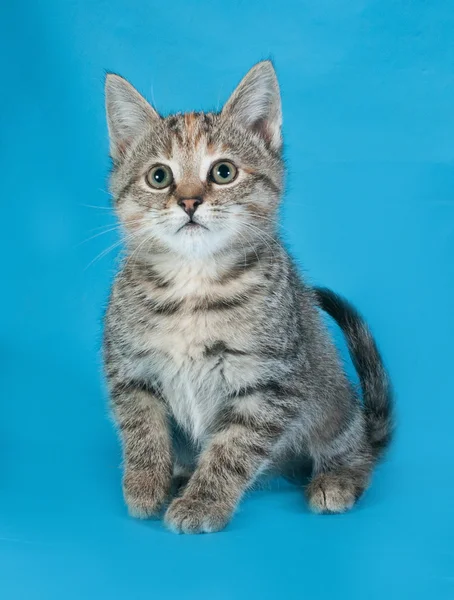 Tricolor kitten zittend op blauw — Stockfoto