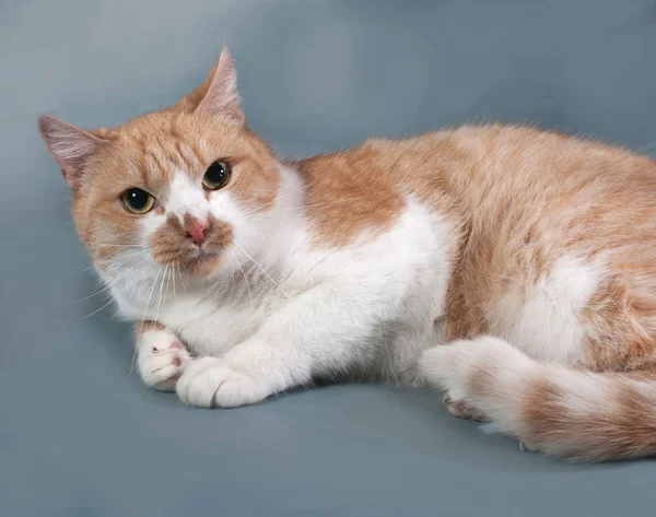 Castagno e gatto bianco sdraiato sul blu — Foto Stock