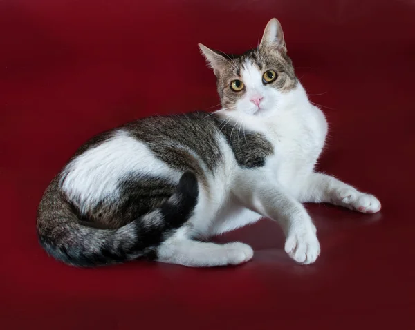 Chat tricolore aux yeux jaunes couché sur bordeaux — Photo