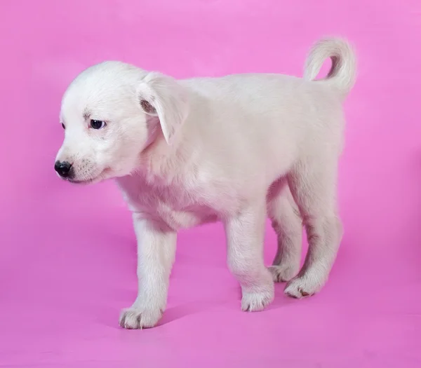 Bianco cucciolo andando su rosa — Foto Stock