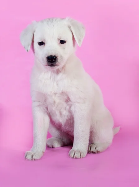 Cachorrinho branco sentado em rosa — Fotografia de Stock