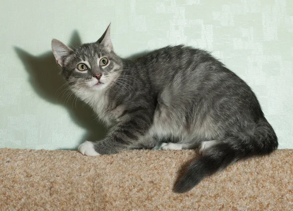 Испуганная полосатая серая кошка сидит на заднем диване — стоковое фото