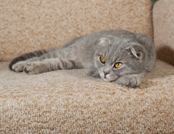 Scottish fold gray cat lying on couch — Stock Photo, Image