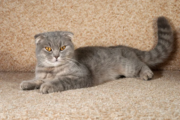 Scottish fold gray cat lying on couch — Stock Photo, Image