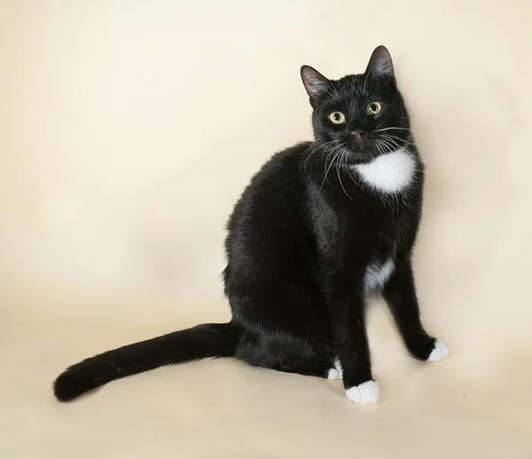 Black cat with white spots sitting on yellow — Stock Photo, Image