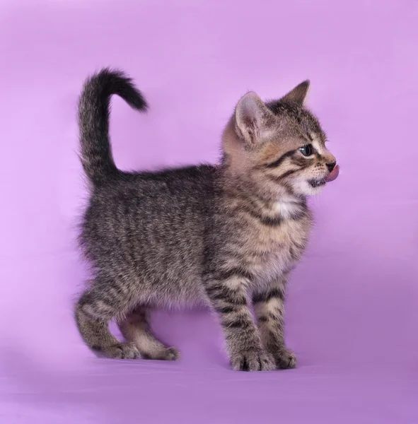 Small striped kitten standing and licked on lilac — Stock Photo, Image