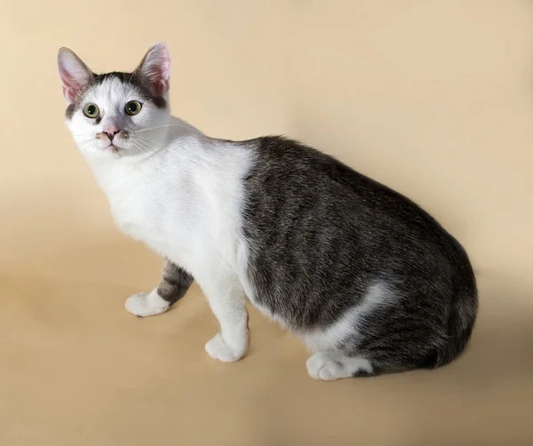 Gato branco com manchas adolescente senta-se no amarelo — Fotografia de Stock