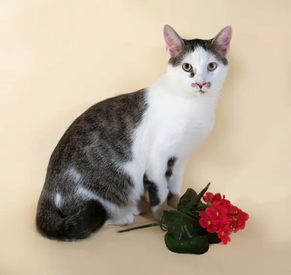 White cat with spots teenager sitting next to red flower on yell — Stock Photo, Image