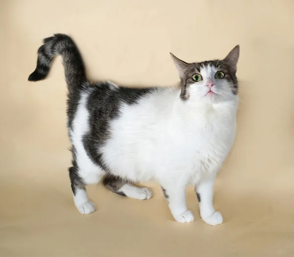 White fat cat with spots standing on yellow — Stock Photo, Image