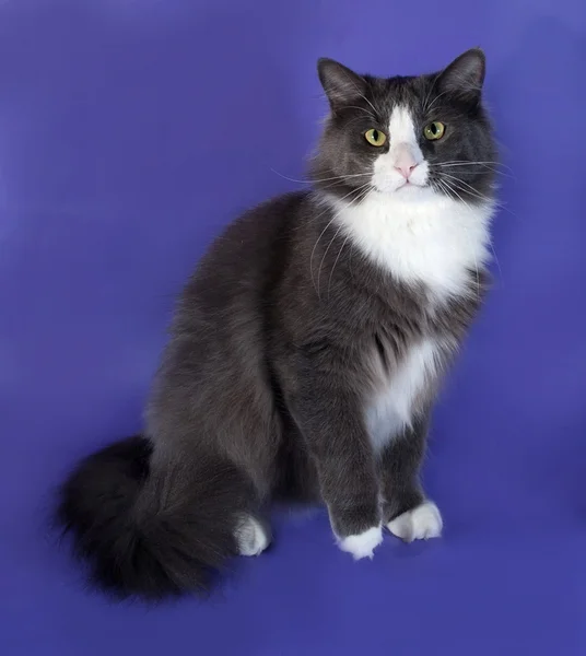 Large gray fluffy cat with white spots sitting on blue — Stock Photo, Image