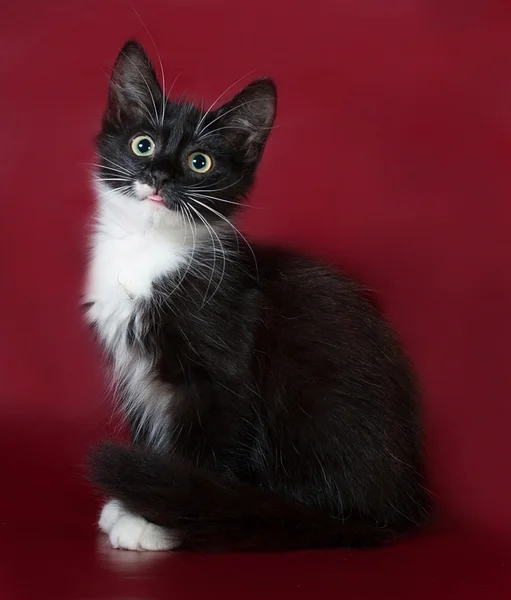 Zwart-wit pluizig kitten zittend op Bourgondië — Stockfoto