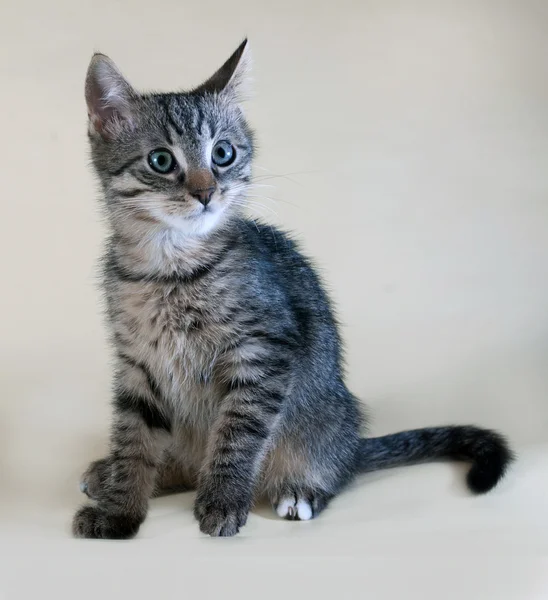 Chaton rayé assis sur jaune — Photo