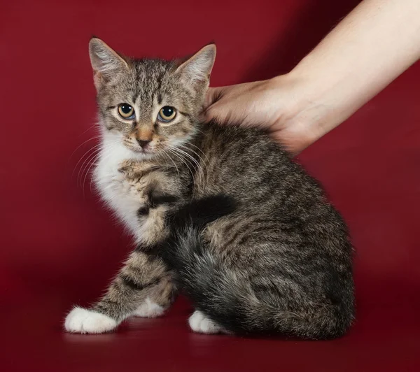 Striped frightened kitten sits on burgundy — Stock Photo, Image