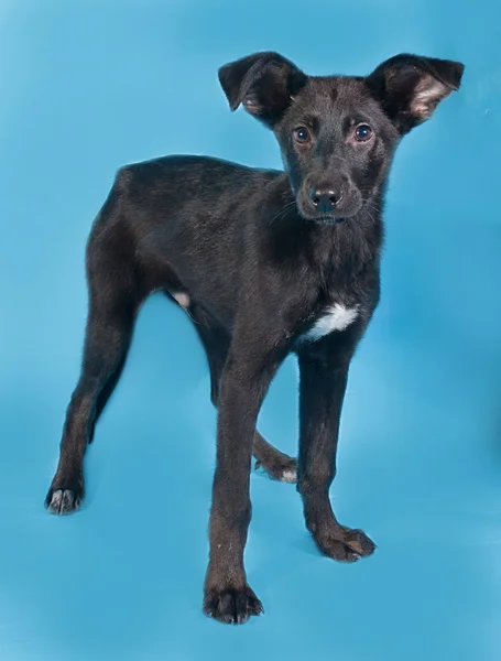 Cachorro negro con mancha blanca de pie en azul — Foto de Stock