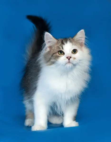 Пушистый маленький белый котенок с пятнами, стоящими на синем — стоковое фото